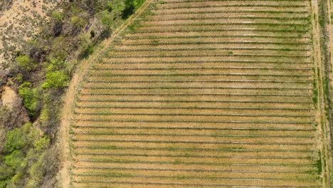 Pequeño-Viñedo-Con-Hileras-De-Vides-Plantadas-En-La-Ladera