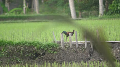 Un-Solo-Gallo-Macho-Está-Caminando-Por-Un-Campo,-Libre-Y-Deambulando-En-Busca-De-Gusanos-En-El-Suelo-Junto-A-Un-Campo-De-Arroz-Y-Agua