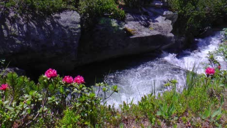 rosas alpinas en austria a lo largo de un arroyo de corriente rápida