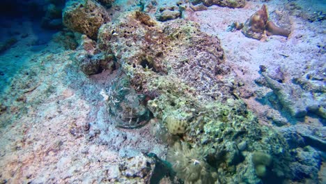 vidrios rotos en el fondo marino del arrecife de coral