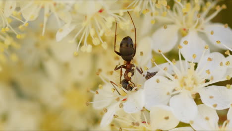 Formica-ant-eating-nectar-on-Photinia-×-fraseri,-Red-Tip-Photinia,-flower-macro-wildlife-closeup-in-nature-in-the-wild