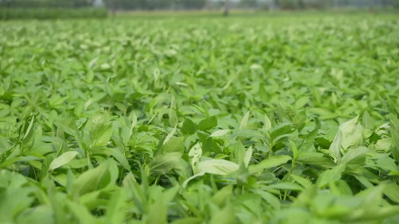 Jute has been cultivated over a vast area.