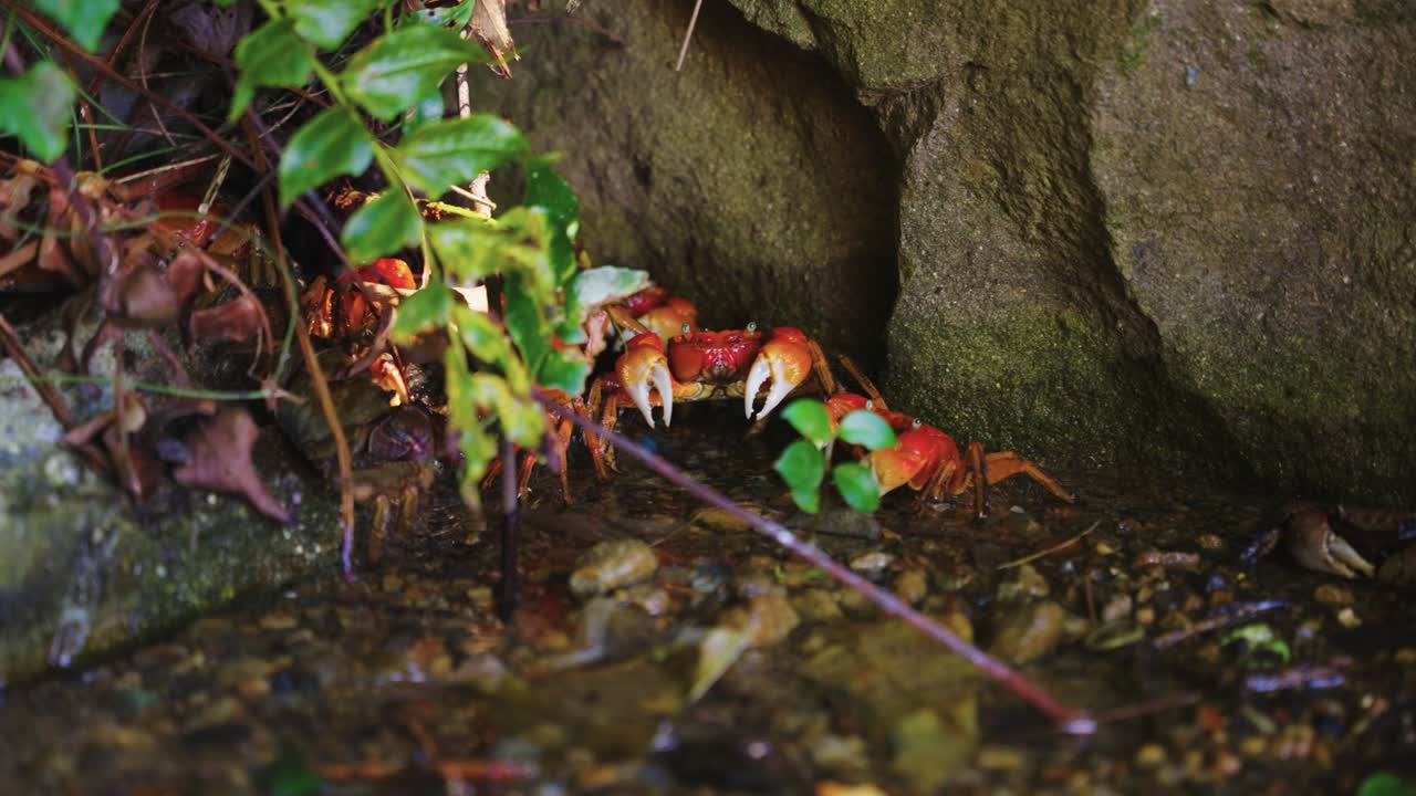 pequeñas rocas rojas en un fondo rocoso