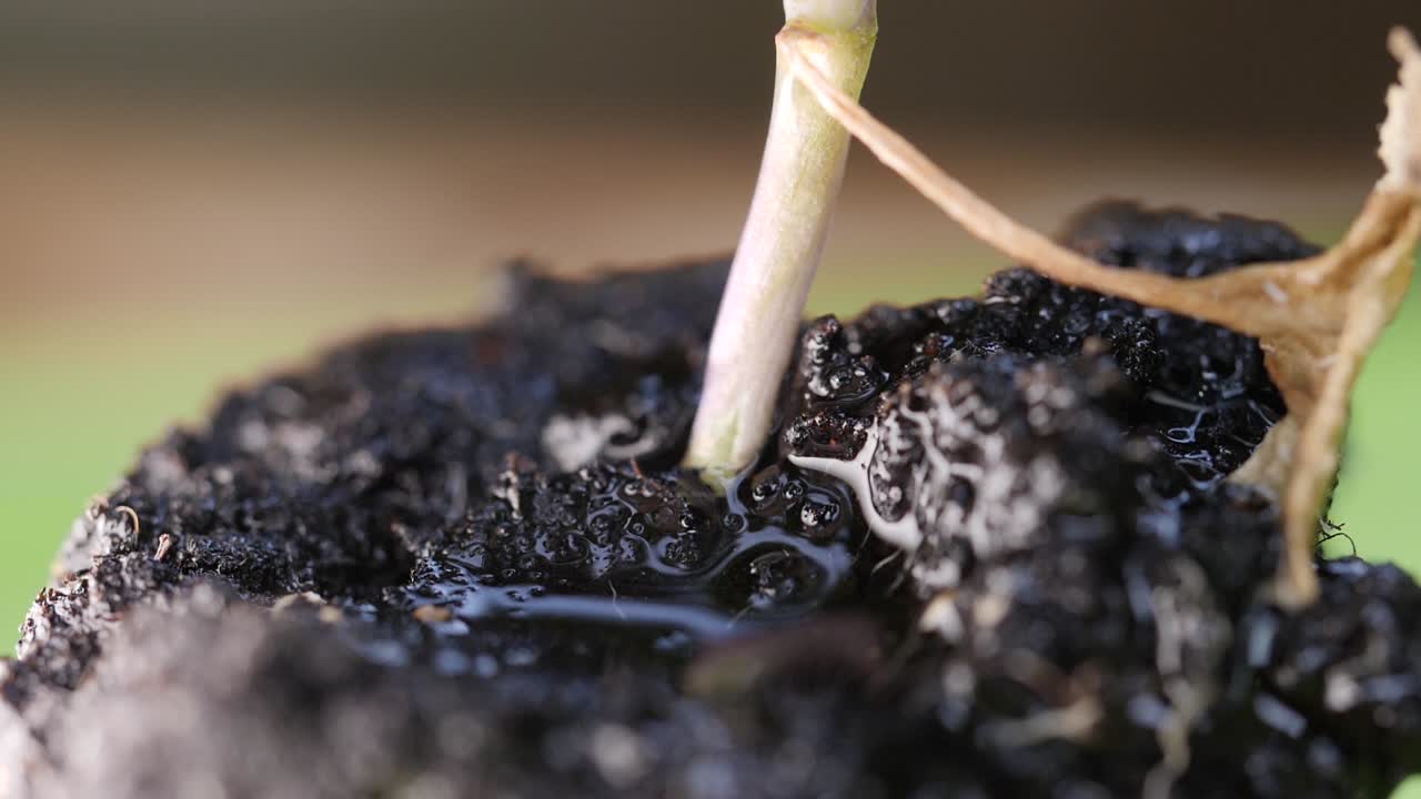Makrobillede af rødderne på en lille kålplante, der vandes
