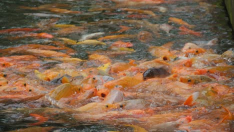 Una-Escena-Bulliciosa-De-Peces-Koi-Nadando-Enérgicamente-En-Un-Estanque,-Creando-Una-Vibrante-Exhibición-De-Tonos-Naranja,-Amarillo-Y-Blanco