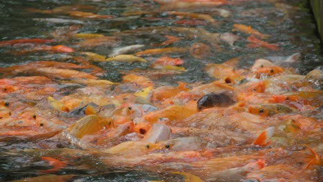 una escena bulliciosa de peces koi nadando con energía en un estanque, creando una vibrante exhibición de tonos naranja, amarillo y blanco