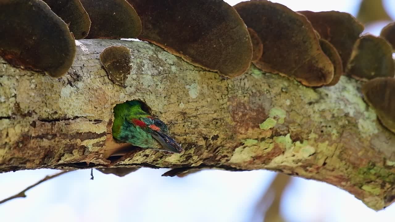 열대 우림 태국 아시아에 있는 갈색 곰팡이가 있는 나무의 썩어가는 가지에서 구멍 밖으로 머리를 내미는 새, 파란 귀 바베트, 실로포곤 두바셀리