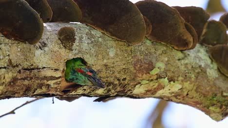 a bird popping its head out of a hole from a decaying branch of a tree with brown fungus in a tropical forest thailand asia, blue-eared barbet, psilopogon duvaucelii