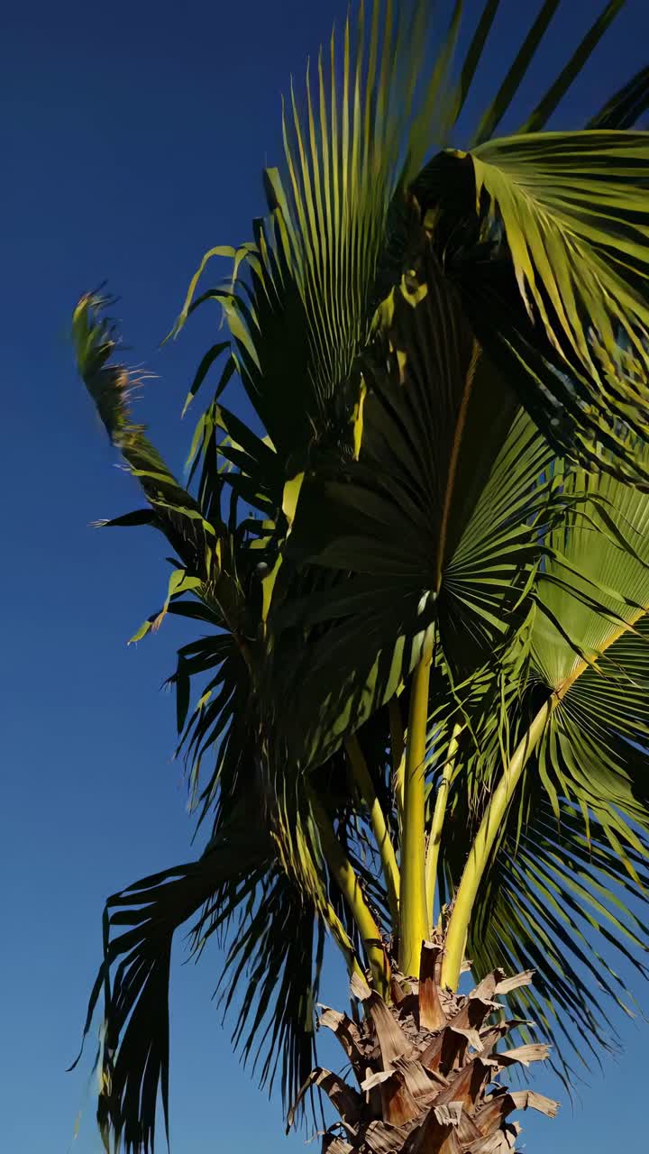 A video still of a palm tree shot from a low angle against a clear blue sky