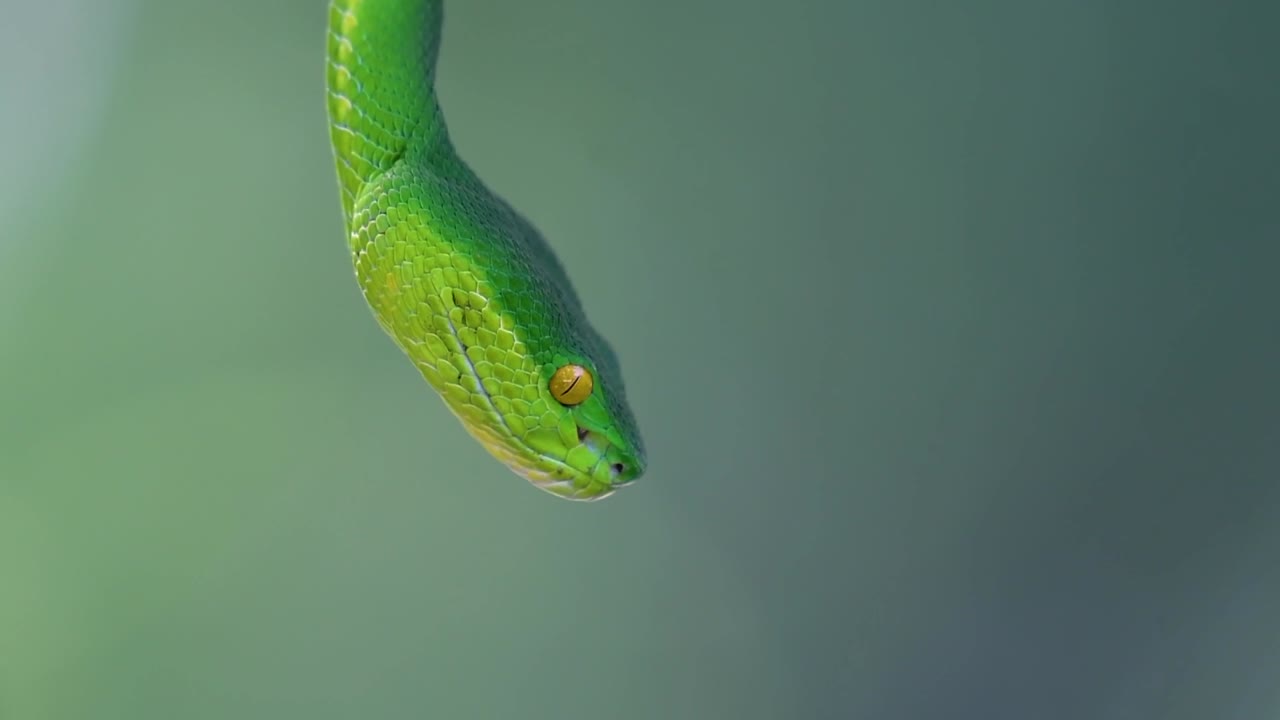 La vipera delle fosse dalle labbra bianche è una vipera velenosa endemica del Sud-est asiatico e si trova spesso di notte in attesa su un ramo o un fusto d'albero vicino a uno specchio d'acqua con abbondanza di prede.