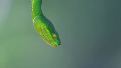 La-Víbora-De-Labios-Blancos-Es-Una-Víbora-Venenosa-Endémica-Del-Sudeste-Asiático-Y-A-Menudo-Se-Encuentra-Durante-La-Noche-Esperando-En-Una-Rama-O-Rama-De-Un-árbol-Cerca-De-Un-Cuerpo-De-Agua-Con-Muchos-Alimentos