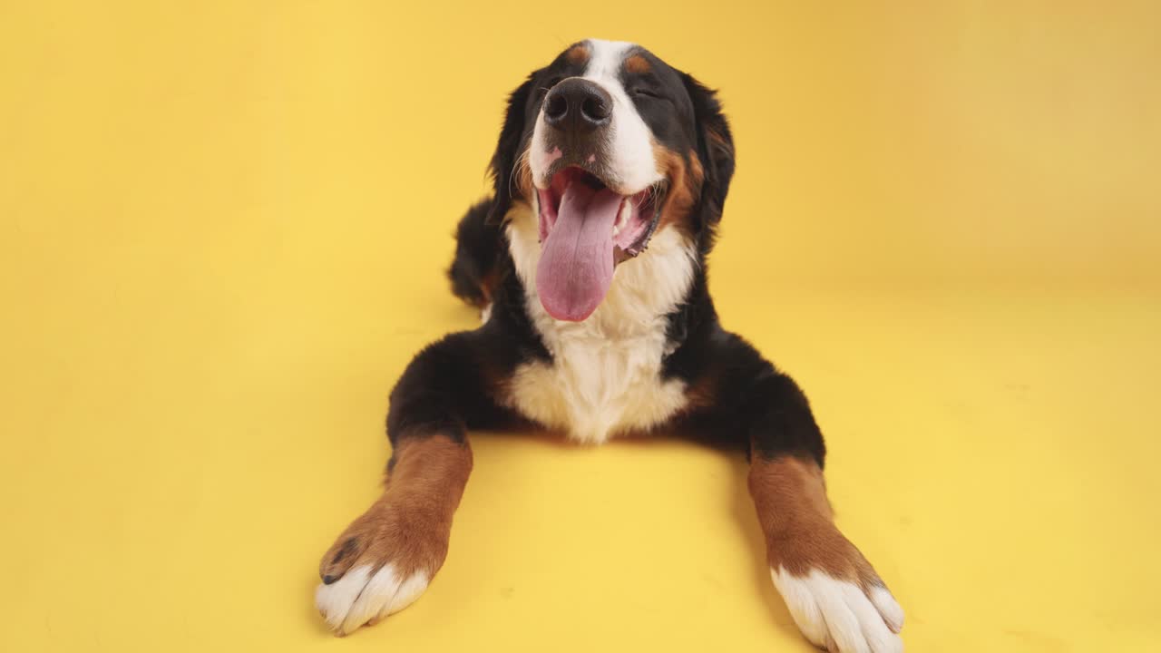Bernese Mountain Dog laying down
