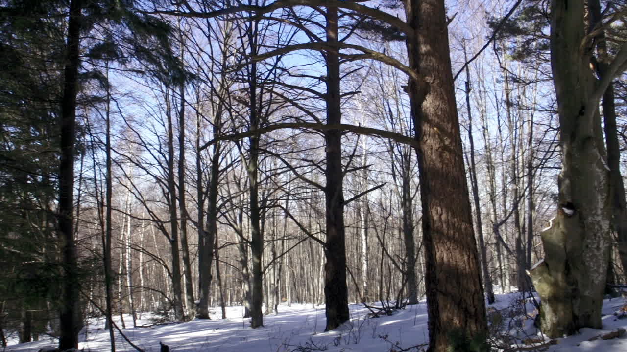 겨울 동안 산에 있는 아름답고 눈 덮인 소나무 숲의 영상