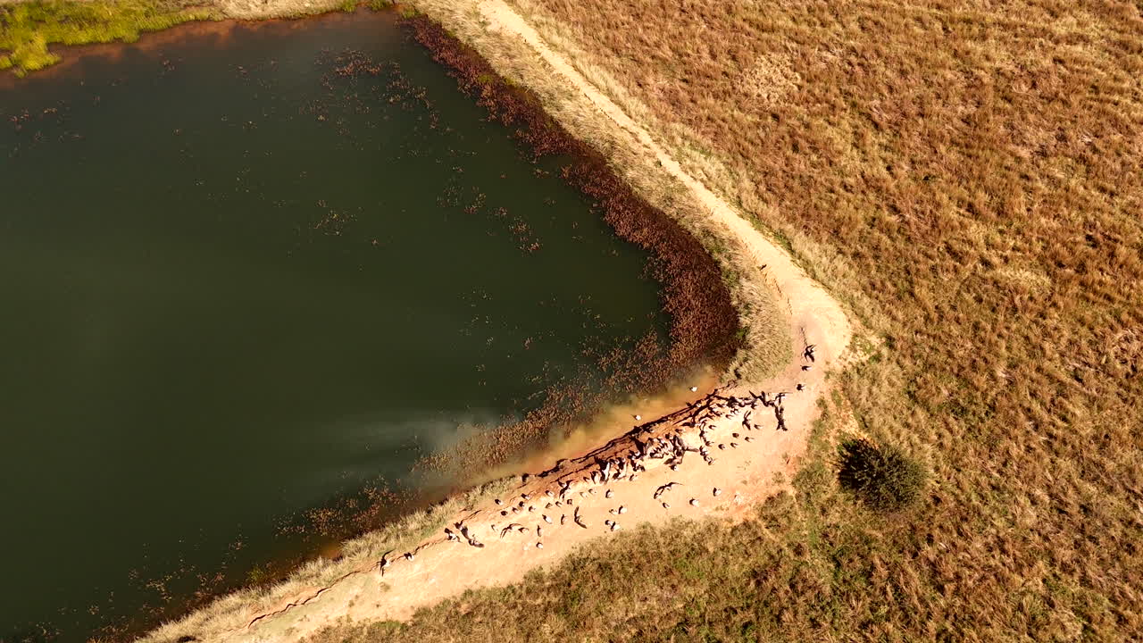 Wake of vultures sunbathing on game reserve dam wall in South Africa, aerial