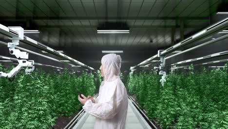 side view of asian marijuana researcher using smartphone and looking around while standing in the marijuana greenhouse with smart robotic farmers