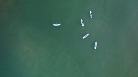 ascending aerial top down showing group of stand up paddler practicing on green sea