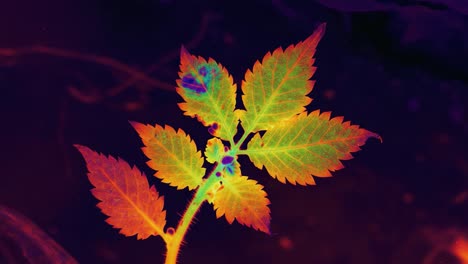 vibrant close-up of a leaf showcasing its intricate structure and color variations, capturing the essence of nature's beauty through a unique lens effect