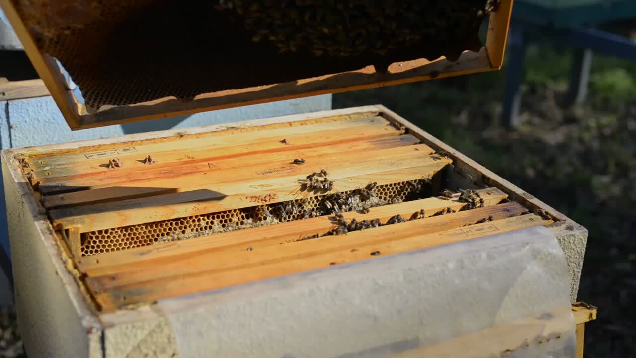 Crop beekeeper removing honeycomb with forceps