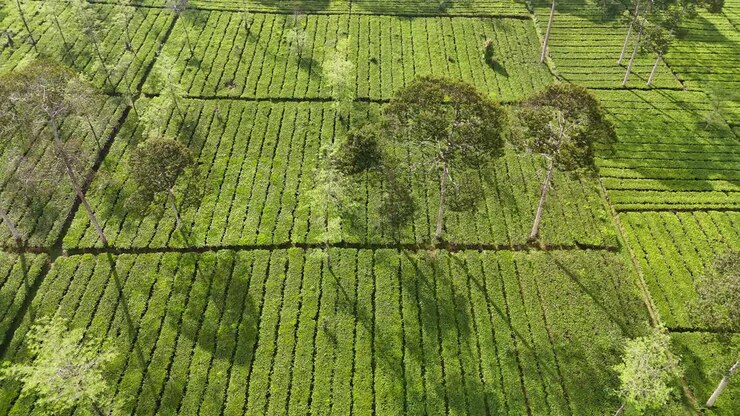 Aerial drone footage of endless green tea fields forming beautiful patterns across the landscape. Morning sunlight highlights the fresh and vibrant plantation. Bedakah Tea Plantation, Indonesia