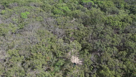 Aerial:-Thick-forest-canopy-hides-truck-on-sandy-road-going-to-beach