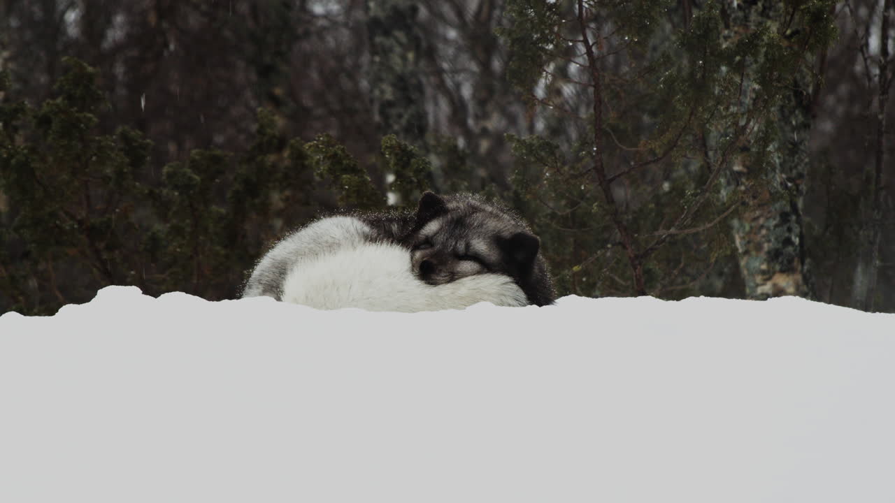 adorable zorro ártico durmiendo pacíficamente en la nieve durante las nevadas en invierno