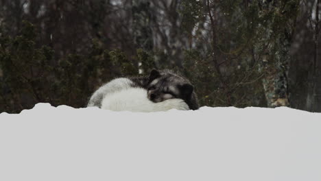 Adorable-Arctic-Fox-Peacefully-Sleeping-In-Snow-During-Snowfall-At-Winter