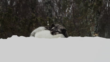 adorable arctic fox peacefully sleeping in snow during snowfall at winter