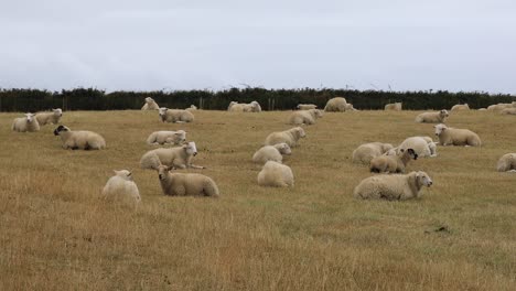 Flock-of-Sheep-Laying-on-the-Grass-Field-in-Cornwall-near-Tintagel