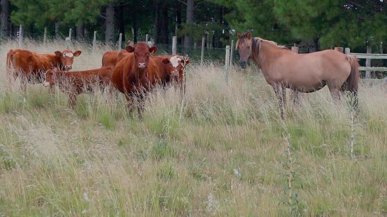 Cavallo e mucca con vitello in piedi, che guardano la telecamera, poi camminano e corrono via, Uruguay, ripresa panoramica.