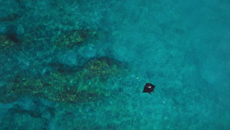 Großer-Majestätischer-Schwarzer-Riffmantarochen-Im-Tropischen-Blauen-Wasser,-Antenne