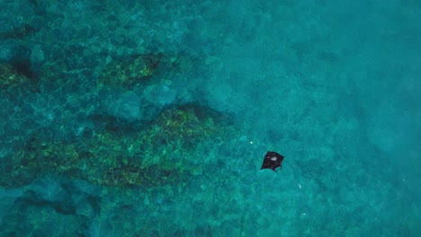 large majestic black reef manta ray in tropical blue water, aerial