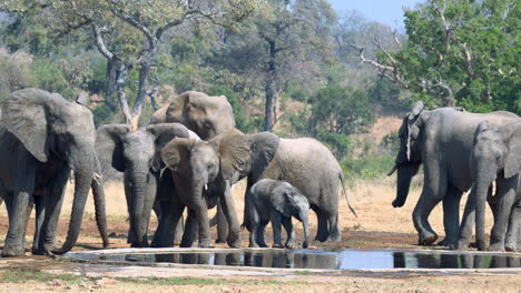 african elephant  family drinking at a waterhole