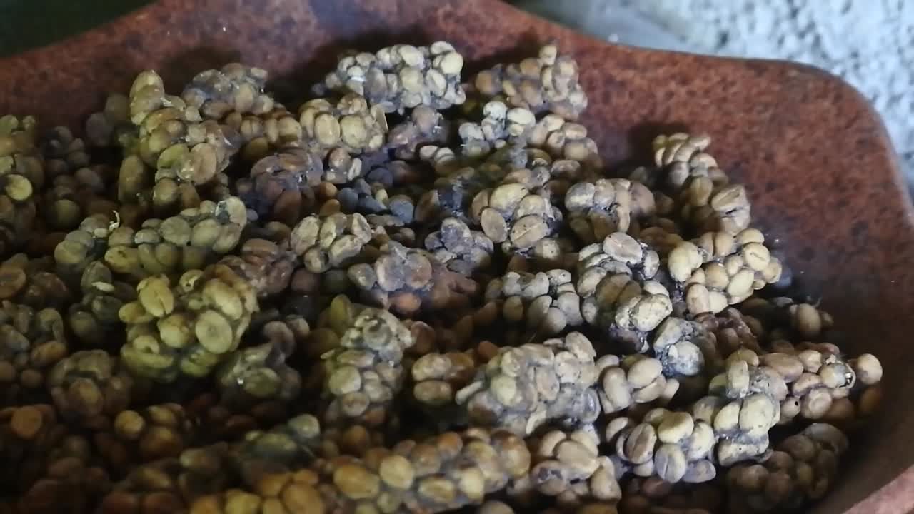 granos de café luwak indonesio originales que han sido secados