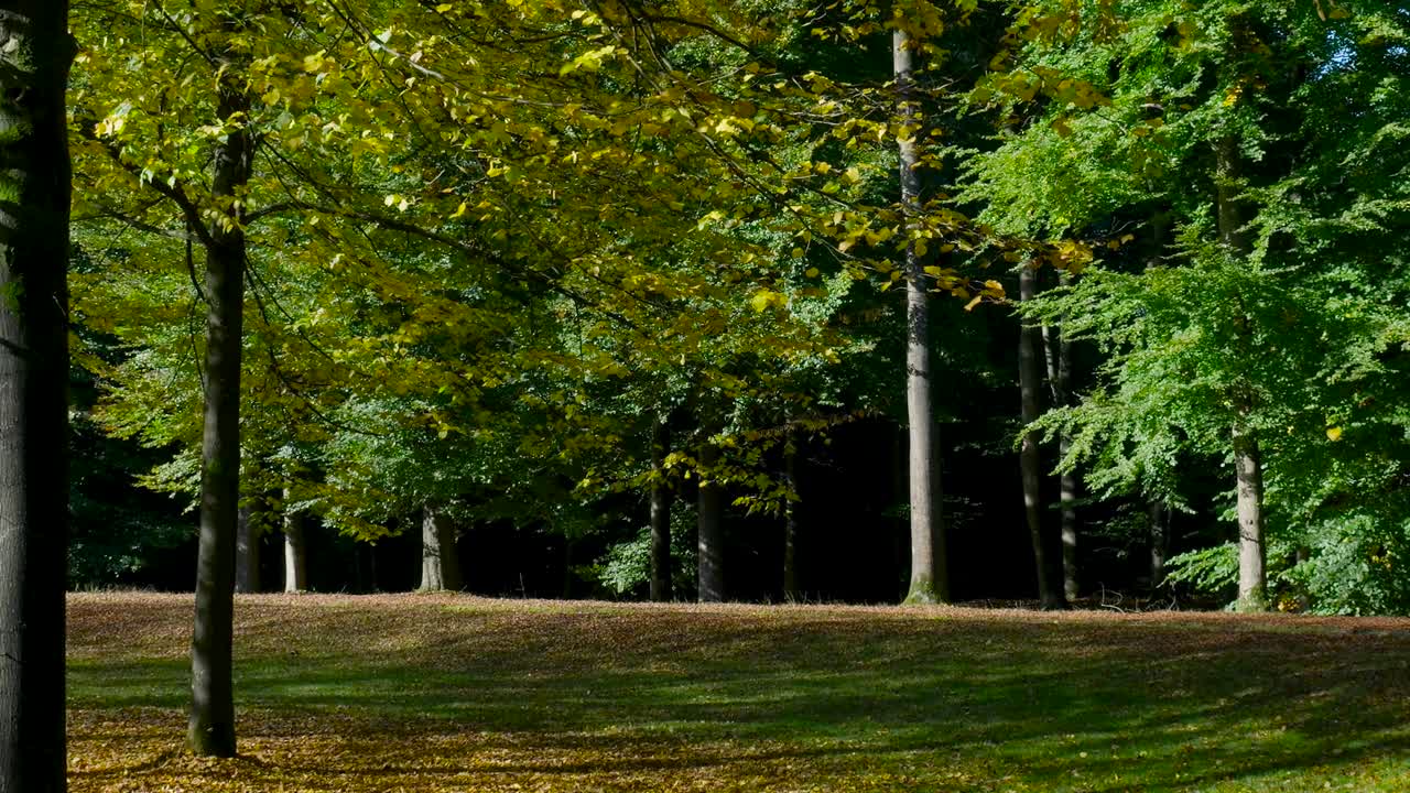 paisaje de bosque de otoño
