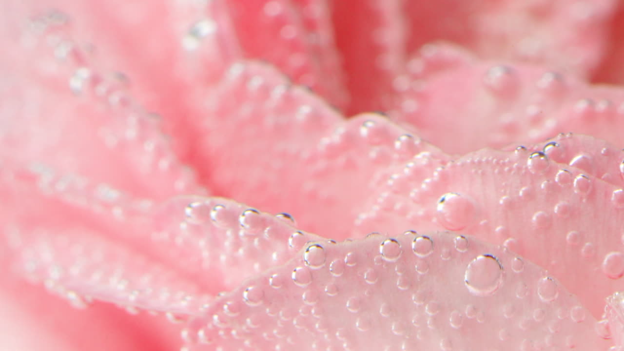 분홍색 장미 꽃잎과 거품