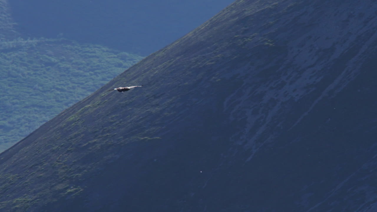 águila dorada deslizándose a través de la montaña de ovejas en el parque nacional de kluane, yukon, canadá - tiro de seguimiento