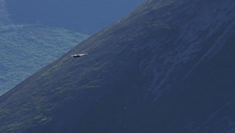 Águila-Real-Planeando-A-Través-De-Sheep-Mountain-En-El-Parque-Nacional-Kluane,-Yukón,-Canadá---Toma-De-Seguimiento