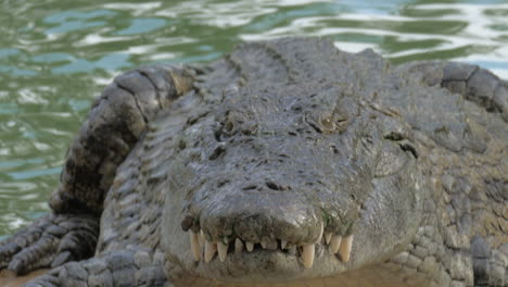 crocodile finishing eating prey