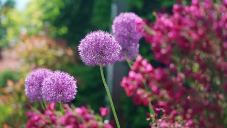 purple allium and pink flowers in a vibrant garden setting