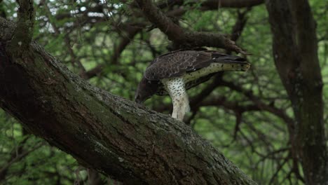 El-águila-Marcial-Come-Su-Presa-En-Una-Rama-De-Un-árbol.