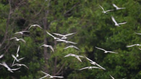 Los-Charranes-Son-Aves-Marinas-Que-Se-Pueden-Encontrar-En-Todo-El-Mundo-En-El-Mar,-Ríos-Y-Otros-Cuerpos-De-Agua-Más-Amplios