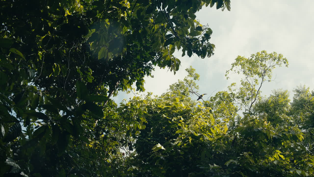 Lush Green Trees and Forest Canopy