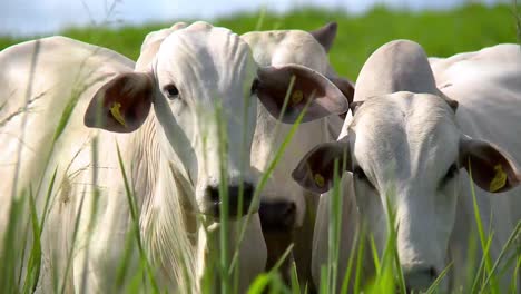 Primer-Plano-De-Las-Cabezas-De-Dos-Vacas-Nelore-Blancas-De-Pie-En-La-Hierba