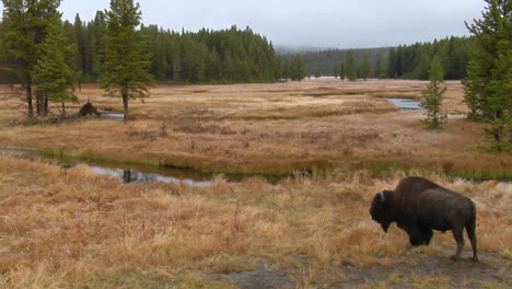 Un-Bisonte-Pasta-En-Un-Claro-En-El-Parque-Nacional-De-Yellowstone-1