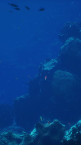 beautiful underwater scene of a coral reef