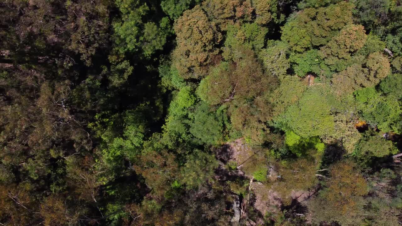 Birds eye pov over forrest.