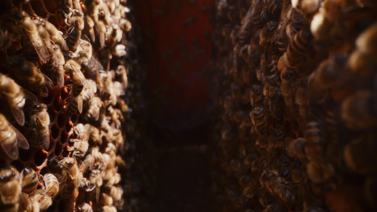 View of working bees inside the hive.