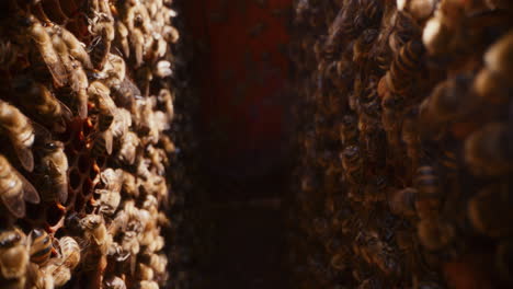 view of working bees inside the hive.