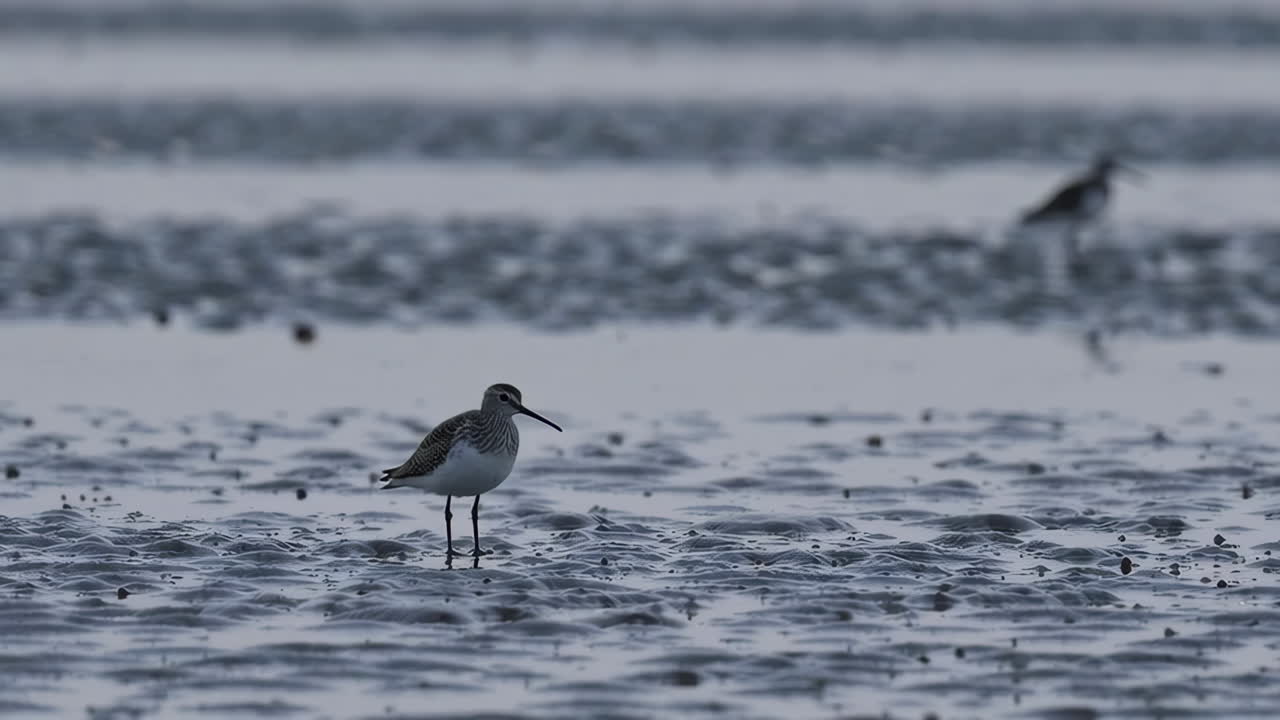 Uccello costiero sulle piane di marea