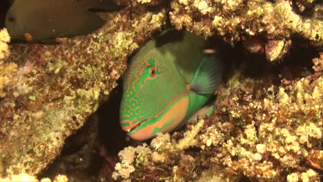 peixe-papagaio verde escondido em recifes de corais à noite